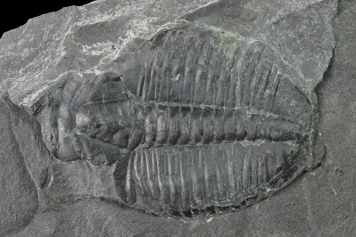 Elrathia Trilobite Molt Fossil - House Range - Utah #139609